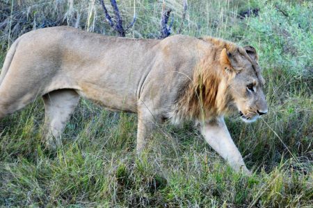 Young male lion near Kanana Camp