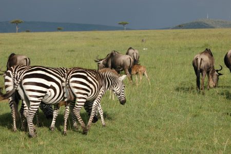 Zebra and Wildebeest - Maasai Mara
