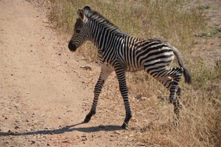 Zebra crossing South Luangwa