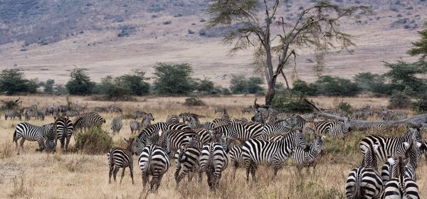 Safari Club - Zebra herd in Ngorongoro Crater