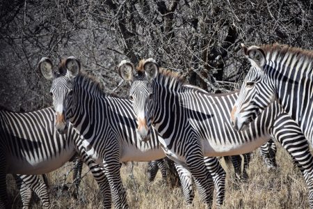 Zebra in Laikipia Plateau