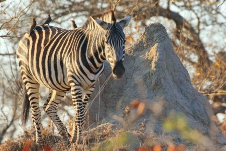 Zebra in Timbavati