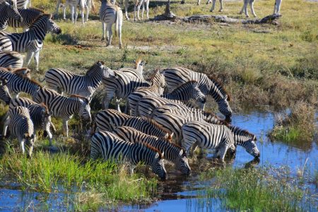 Zebra migration Makgadikgadi