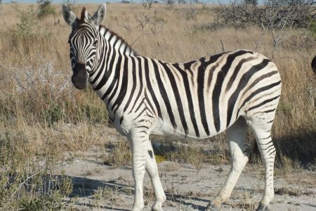 Zebra of Namibia