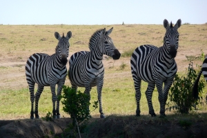 Safari Club Tours - zebra threesome